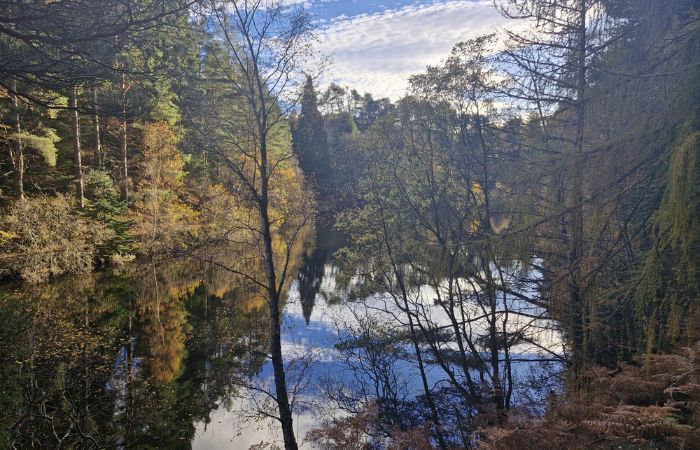 Calm forest lake surrounded by trees with reflections on the water, representing grounding and a sense of peace